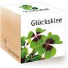 Feel Green Ecocube Lucky Clover, Idea regalo sostenibile (100% Eco-Friendly), Grow Your Own / Set di piante, Piante in Wood Cube, Made in Austria