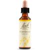 Schwabe Pharma Italia Hornbeam Essenze Fiori Di Bach Rimedio Fitoterapico Gocce 20ml