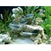 AQUAROCHE Roccia in Ceramica per acquari marini, Dolci, Reef e minireef (ecoreef Plate rocks da 5 kg Pezzi da 10-12 cm)