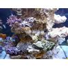 AQUAROCHE Roccia in Ceramica per acquari marini, Dolci, Reef e minireef (2 kg Pezzi da 8 a 10 cm x acquari Fino a 20 Litri)
