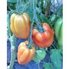 GHINO DI TACCO SEMI POMODORO CUORE DI BUE VAR. ALBENGA