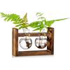 Glasseam Stazione Di Propagazione 2 Pz Lampadina Vaso Di Avocado E Ghianda Di Vetro Per Fiori Terrario Con Portapacchi In Legno Supporto Per Piante Da Acqua Verde Adatto Per La Casa Cucina