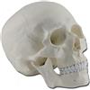 ALTAY (TG. 1 X) Gima 40160 Modello Cranio Umano, Confezione 1 Pezzo - NUOVO