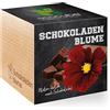 Feel Green Ecocube Chocolate Flower, Blossoms Odore After Chocolate, Idea regalo sostenibile (100% Eco Friendly), Grow Your Own / Set di piante, Piante in Wood Cube, Made in Austria