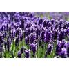 Semi Di LAVANDA Made In Italy - Busta Ermetica, Alta Germinazione 95%, Con Istruzioni