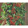Floriana-Bulbose Semi - Fragola Rampicante