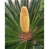 Generic Semi di cycas Revoluta, 16 semi di CYCAS, seed, Palma tree seed, palma nana tropicale