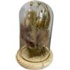 HEITMANN DECO Fiori secchi in campana di vetro naturale, 11,5 x 11,5 x 17 cm