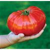Sconosciuto Generic POMODORO - GIGANTOMO F1-12 SEMI PIÃ™ GRANDI - MONDI PIÃ™ GRANDI BEEFSTEAK