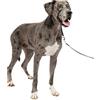 PetSafe Collare e guinzaglio Delicato con Dvd per addestramento