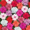Tûche Semi fiori IMPATIENS FIORI DI VETRO MIX In Busta Ermetica MADE IN ITALY Qualità superiore con 95% di germogliazione con istruzioni