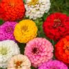 Tûche Semi fiori ZINNIA A FIOR DI DALIA MIX In Busta Ermetica MADE IN ITALY Qualità superiore con 95% di germogliazione con istruzioni