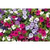 Tûche Semi fiori PETUNIA MIX In Busta Ermetica MADE IN ITALY Qualità superiore con 95% di germogliazione con istruzioni