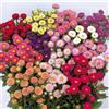 Tûche Semi fiori ASTRO NANO DOPPIO MISCUGLIO In Busta Ermetica MADE IN ITALY Qualità superiore con 95% di germogliazione con istruzioni