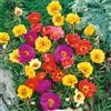 Tûche Semi fiori PORTULACA DOPPIA MIX In Busta Ermetica MADE IN ITALY Qualità superiore con 95% di germogliazione con istruzioni
