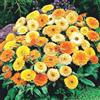 Tûche Semi fiori CALENDULA GRANDIFLORA MULTICOLORE In Busta Ermetica MADE IN ITALY Qualità superiore con 95% di germogliazione con istruzioni