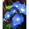 Tûche Semi fiori IPOMEA O CAMPANELLA BLU In Busta Ermetica MADE IN ITALY Qualità superiore con 95% di germogliazione con istruzioni