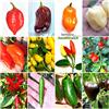 Semi Strani 120 Semi di Peperoncino nelle 12 Varietà più Gustose e Piccanti del Messico, COLLEZIONE MESSICANA + Guida: HABANERO di 6 TIPI, TABASCO, CHILTEPIN, SERRANO, JALAPENO, ARBOL e CHILHUACLE