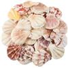 Wekuw Conchiglie, 200g Conchiglie Decorative Grandi Conchiglie Capesante Naturali Conchiglie di Mare per Fai da Te Artigianali, Decorazione della Casa, Vasi Riempitivi(3-5cm)
