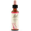 Schwabe Pharma Larch Bach Orig 20 Ml