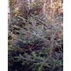 HERBOPLANET Srl Msa Abies Pectinata 50ml