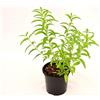 MondoPiante Pianta di Citronella Vaso 14cm