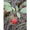 HERBOPLANET Srl Msa Rubus Idaeus 50ml