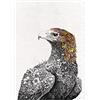 Maxwell & Williams Marini Ferlazzo Birds Asciugamano da tè stampato con disegno dell'aquila a coda di cuneo, 1% cotone, nero/bianco, 5 x 7 cm