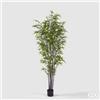 Enzo De Gasperi EDG Enzo De Gasperi Pianta Bamboo con vaso H 210 cm Verde Scuro