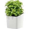 Tesa Kitchen Organization Vaso per Erbe Aromatiche - Vaso da Parete per Cucina Autoadesivo - con Adattatore, Montaggio su Parete senza Foratura - Bianco