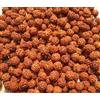 1100 pz semi di Rudraksha sfusi perline Nepal Origin Natural 5 Mukhi 10 mm sp...