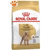 Royal Canin Dog Adult Poodle (Barboncino) - Any, Sacco Da 500 Gr