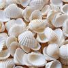 Wekuw Conchiglie di Mare Bianche Naturali, 280g Conchiglies di Mare di Neve Naturale, Piccole Conchiglie di Mares Profondo, Conchiglies di Cocco Bianche, per Decorazioni Artigianali Fai-da-te