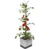 GUSTA GARDEN Tom Tomato - Vaso per pomodori - Sistema d'irrigazione con serbatoio d'acqua da 4,5L - Supporto per piante rampicanti - Gancio di fissaggio - Volume di terra da 20L - Piante rampicanti - Grigio chiaro