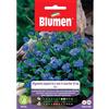 Blumen myosotis alpestris o non ti scordar di me