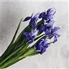huaao 6PCS Fiori di Iris Artificiali Finti in Lattice, Steli Lunghi, Decorazione per Bouquet da Sposa Matrimoni Fai da Te, Composizioni Floreali Bouquet di Nozze Casa Feste Tavolo, Viola