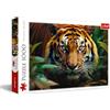 Trefl Tigre Selvatica 1000 Tessere te con Animali, Intrattenimento Creativo, Divertimento, Puzzle Classico per Adulti e Bambini dai 12 anni, Multicolore, 10798