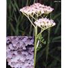 Herboplanet TSA ACHILLEA MILLEFOGLIE 50 ML