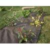 Vilmorin VB01012 Tela pacciamatura Tessuto in Polipropilene Verde 1,05 x 10 m Standard di qualità