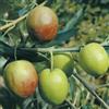 Generico PIANTA DI ULIVO NOCELLARA DEL BELICE FOTO REALI H 170CM PIANTE DI OLIVE PER OLIO