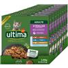 Ultima Wet Fit & Delicious - Cibo Umido per Gatti Sterilizzati Multipack Pollo-Manzo-Tonno-Pesce dell'Oceano 8x (85g*8) - Total 64 bustine da 85g