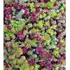 SVI Sedum fresca mista 50 seedssucculents eccellente Performing Ground Cover