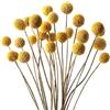 Jangostor 20 pezzi Palline Billy essiccate, 43 cm gialli di Fiori Billy Balls Fiori secchi di Craspedia per Matrimonio Giorno del Ringraziamento Decorazione Artigianato fai da te