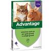 Advantage Gatti Grandi 4 pipette - Prevenzione e Trattamento Pulci per Gatti oltre 4