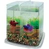 ICA PT073A Bettera Betta Battle Paradise, Incolore