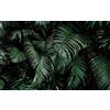 Rasch Carta da parati 363104 - Carta da parati fotografica su tessuto non tessuto con foglie di palma in verde e nero della collezione Magicwalls - 2,65 m x 4,24 m (lunghezza x larghezza)