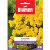 Blumen alisso nano giallo cesto d'oro