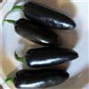 SVI Nero Jalapeno Pepper semi- delizioso sapore -10 Seeds