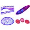 3B Scientific LIEDER Scienze Microscopia Micro preparati Serie Spugne e cava animali, coele, porifera