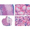 3B Scientific LIEDER Scienze Microscopia Micro preparati Serie fortpflanzung organi